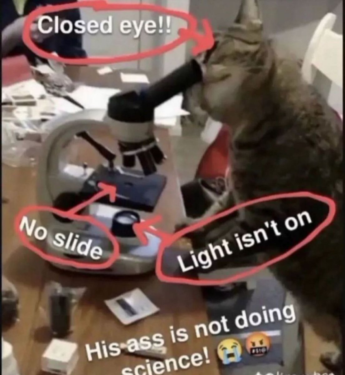 PunchingCat's tweet photo. https://t.co/ExwhDPOMKw