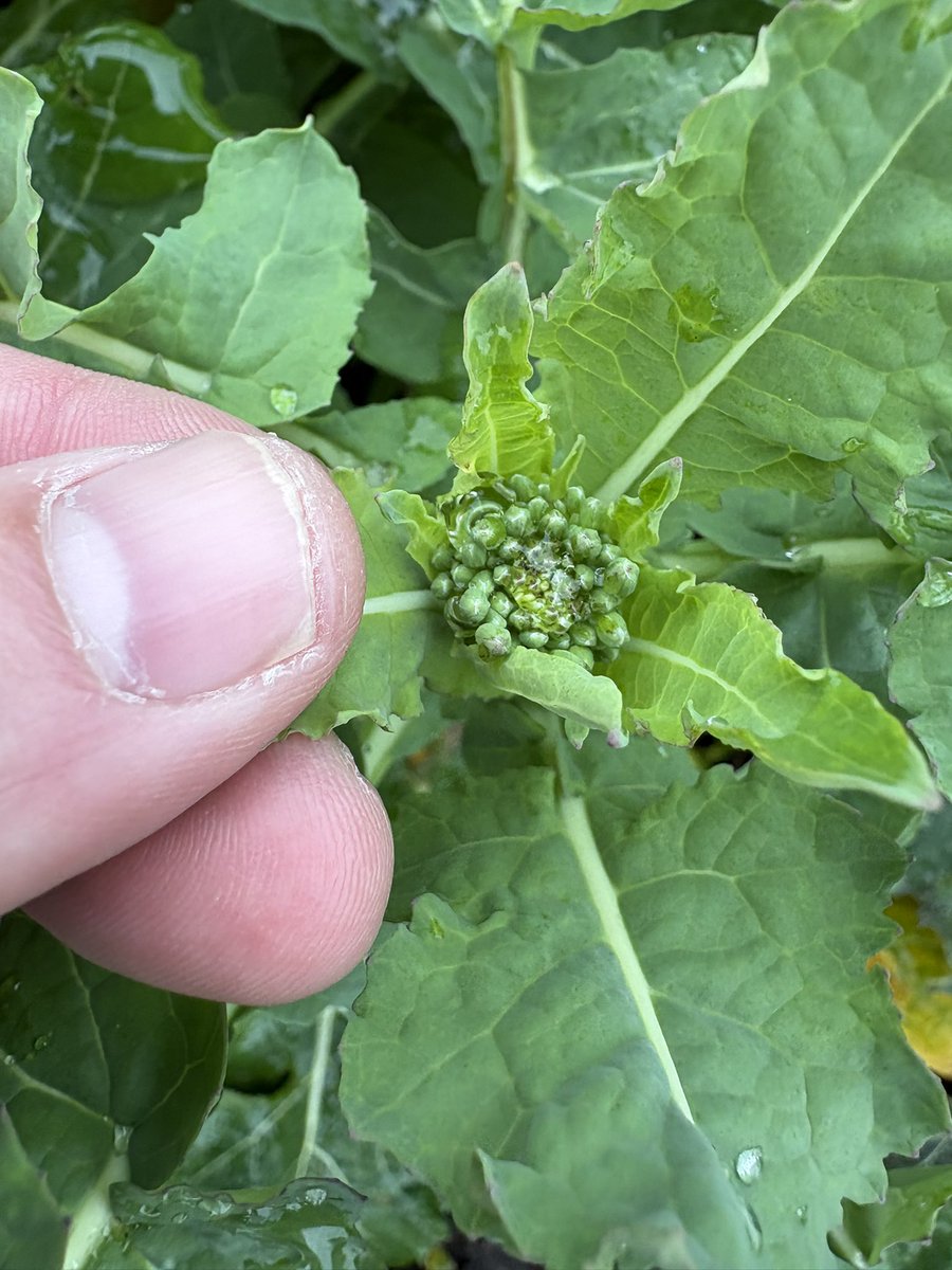 Agronomysilvers's tweet photo. Winter Oil seed Rape coming into green bud and cereals looking well โฆ.. better than the weather anyway ๐ง๏ธ ๐๐ @AgriiUK #springisaroundthecorner https://t.co/NmKeHNmTKR