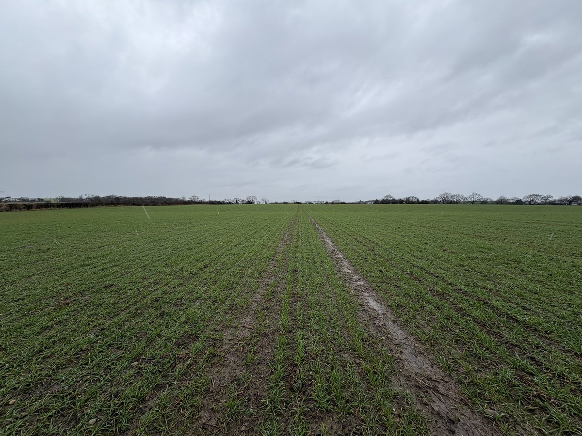 Agronomysilvers's tweet photo. Winter Oil seed Rape coming into green bud and cereals looking well โฆ.. better than the weather anyway ๐ง๏ธ ๐๐ @AgriiUK #springisaroundthecorner https://t.co/NmKeHNmTKR