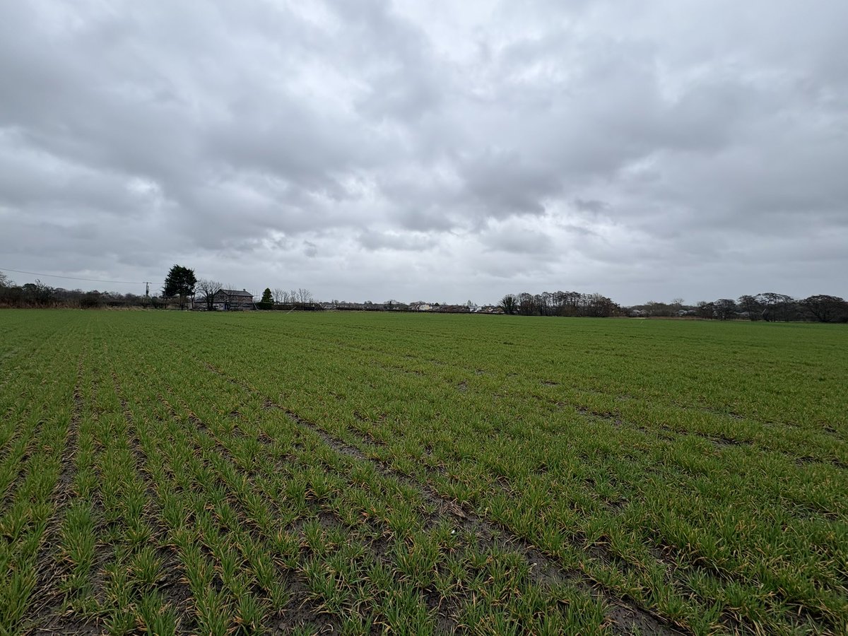 Agronomysilvers's tweet photo. Winter Oil seed Rape coming into green bud and cereals looking well โฆ.. better than the weather anyway ๐ง๏ธ ๐๐ @AgriiUK #springisaroundthecorner https://t.co/NmKeHNmTKR