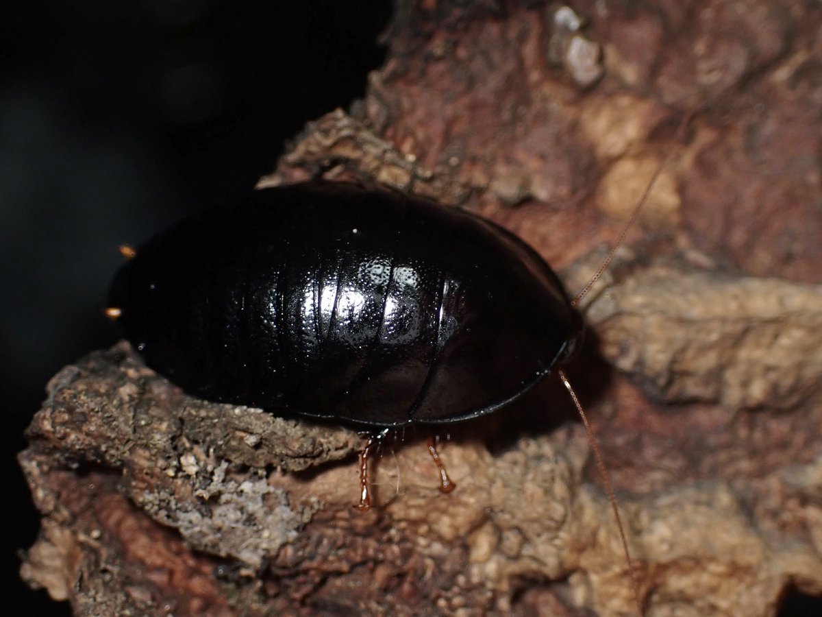 ぴーちゃん (合)Bebe Rep. 3/28.29【ナゴヤレプタイルズワールド】に出店します tweet media