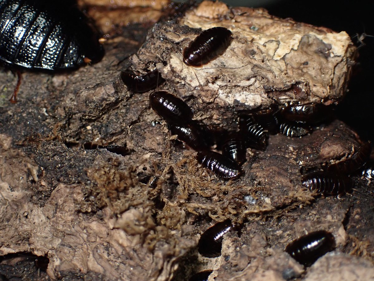 ぴーちゃん (合)Bebe Rep. 3/28.29【ナゴヤレプタイルズワールド】に出店します tweet media