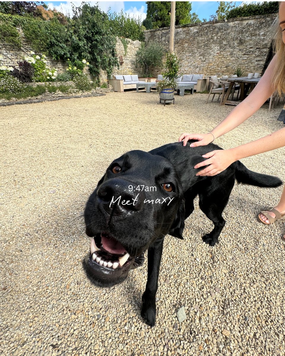 BlueVanilla tweet media