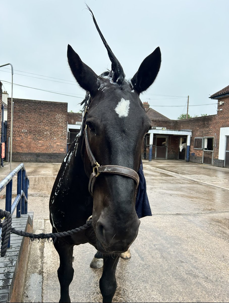 Mer Pol Mounted tweet media