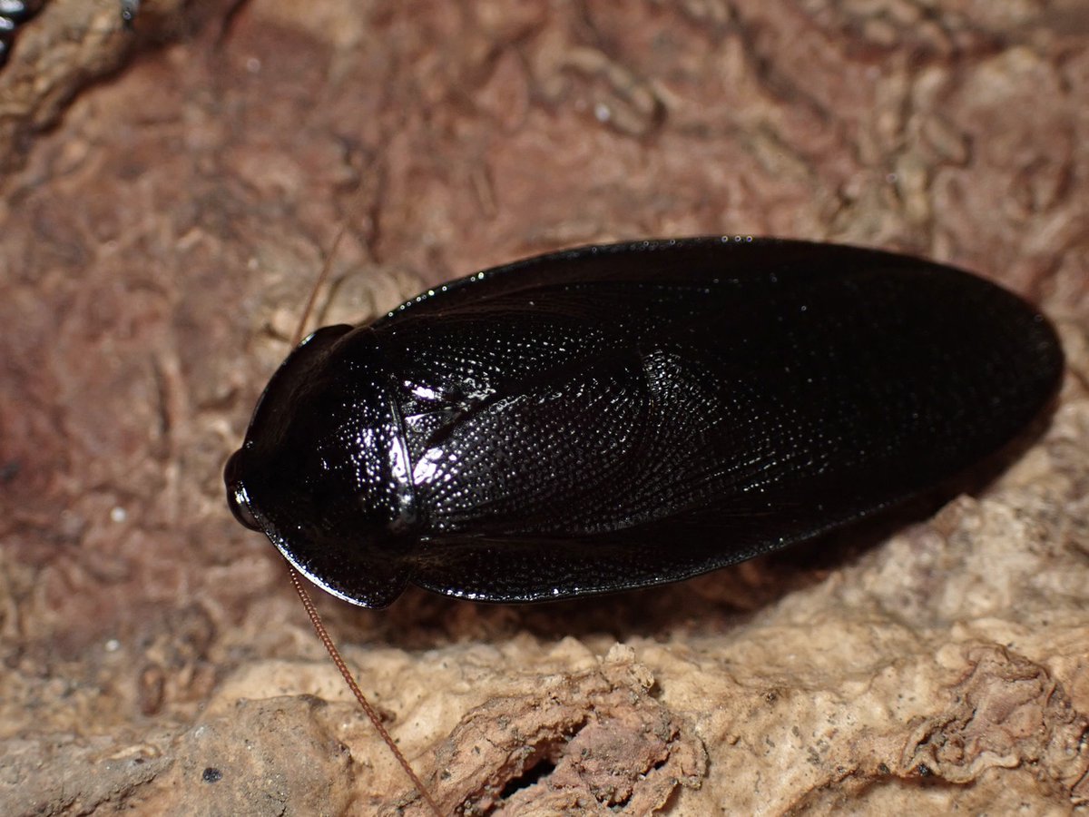 ぴーちゃん (合)Bebe Rep. 3/28.29【ナゴヤレプタイルズワールド】に出店します tweet media