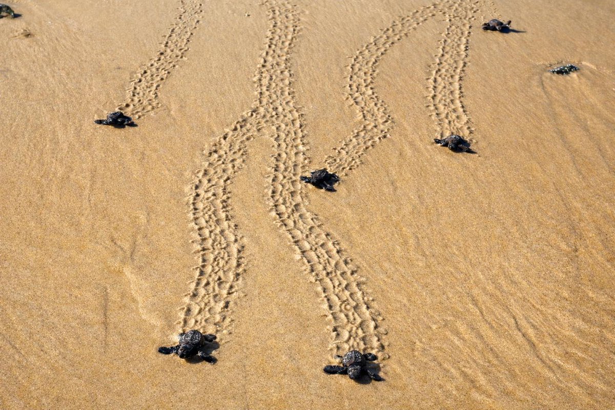 AfricanParks's tweet photo. Each sea turtle hatchling protected represents hope for the future of sea turtles and for the balance of marine ecosystems. That’s the imperative behind the intensive monitoring work that takes place in Bazaruto Archipelago National Park during sea turtle nesting and hatching season. Protecting adult turtles and nests makes a vital contribution to conserving marine biodiversity in the Indian Ocean. 

📸
Lídia Cuamba 

#Bazaruto #BazarutoArchipelagoNationalPark #Mozambique #Turtles #Conservation #Research #ANAC #PNAB #AfricanParks