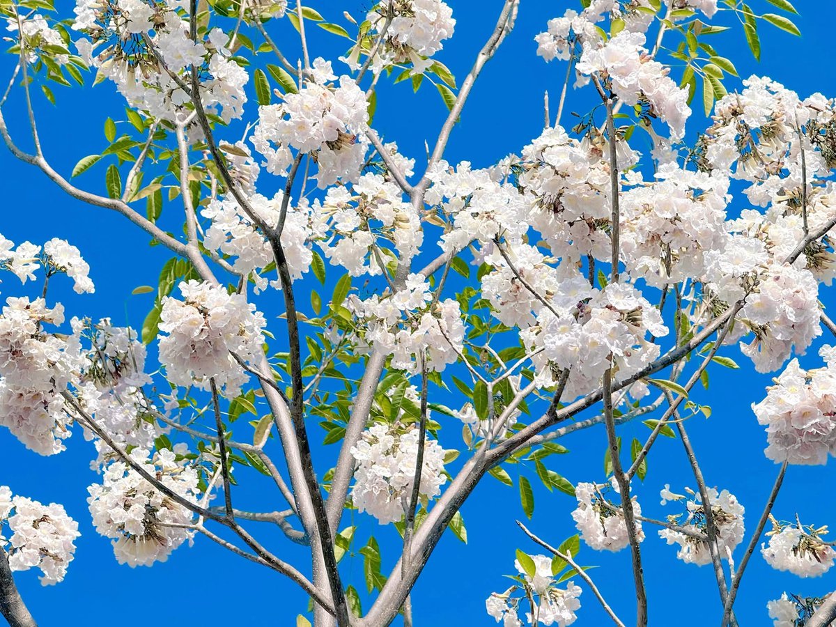 องค์การสวนพฤกษศาสตร์ tweet media