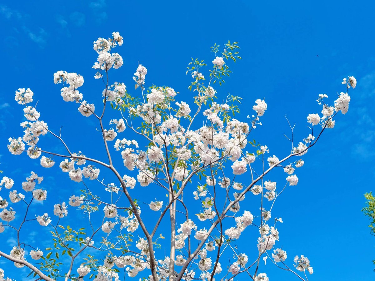 #ชมพูพันธุ์ทิพย์ 🌸🌸🌸 สีขาว ความสวยที่ลงตัว
ชื่ออื่นๆ : ชมพูอินเดีย , ธรรมบูชา 
ลักษณะวิสัย : ไม้ยืนต้นผลัดใบขนาดกลางถึงขนาดใหญ่
ดอก - ดอกช่อกระจุกที่ปลายกิ่ง มีดอกย่อยจำนวนมาก ดอกเป็นสีชมพูอ่อน ชมพูสดและขาว กลางดอกสีเหลือง #สวนพฤกษศาสตร์พระแม่ย่าสุโขทัย