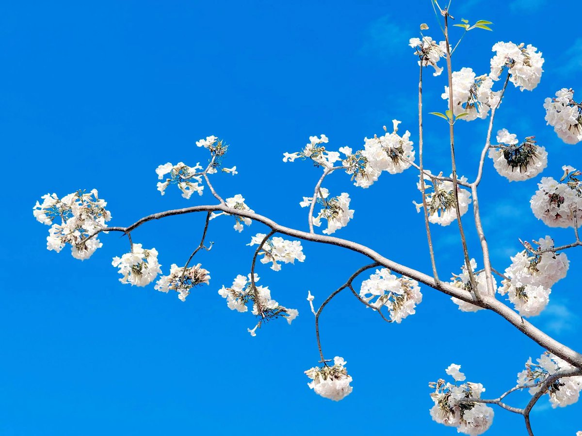 องค์การสวนพฤกษศาสตร์ tweet media