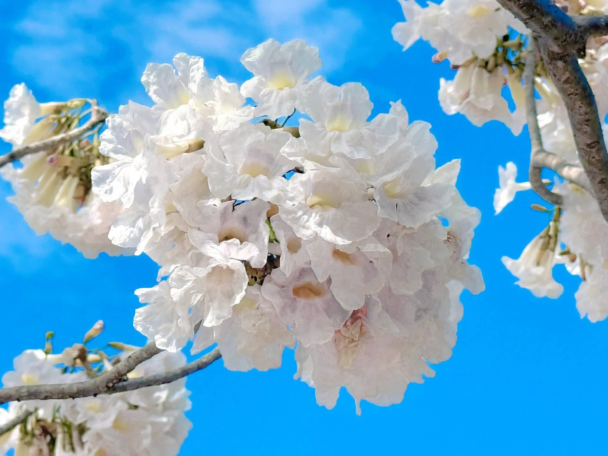 องค์การสวนพฤกษศาสตร์ tweet media