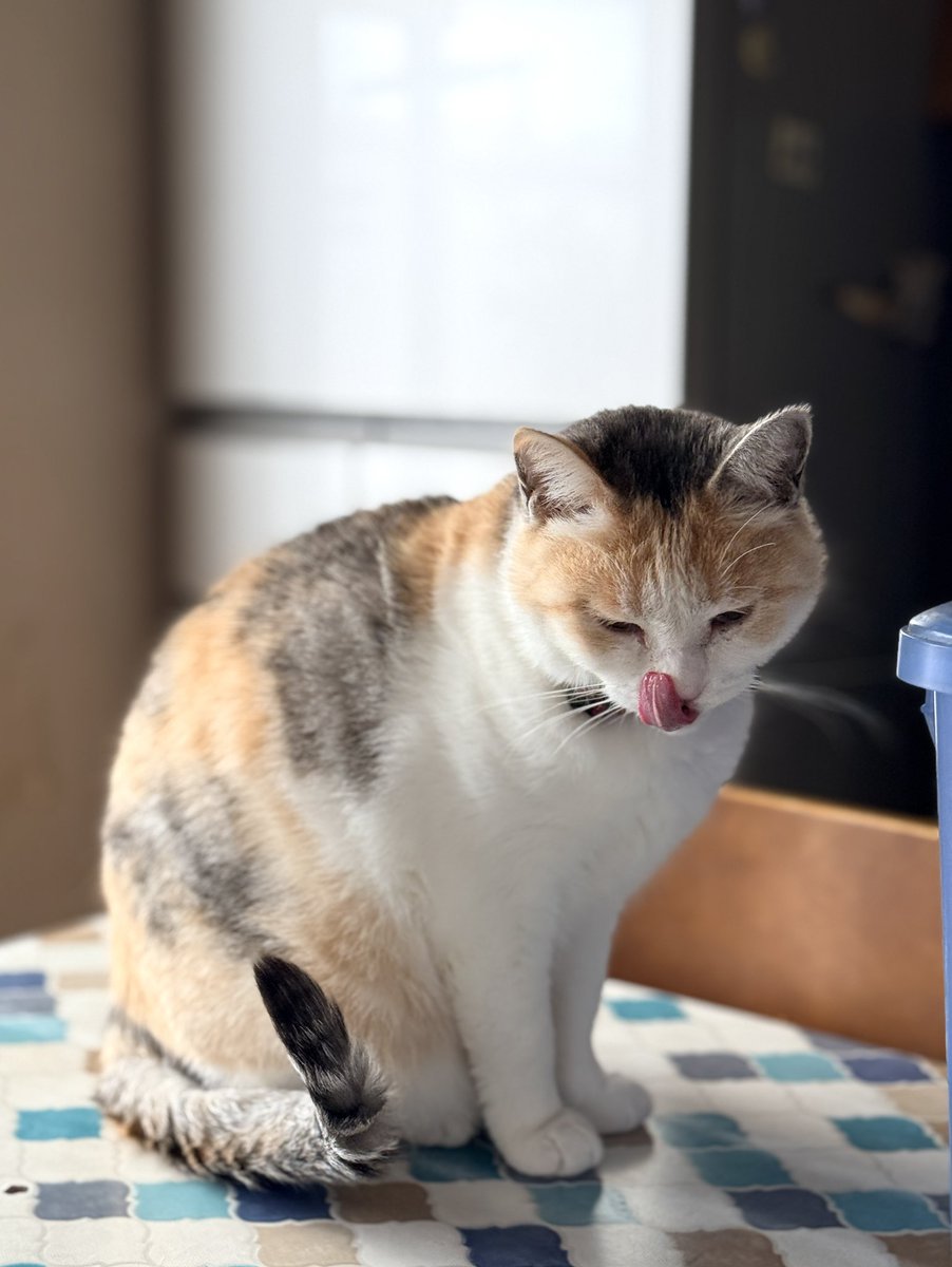sawachan8's tweet photo. 久々にゃん！
ペロリンちょっ
#猫　#三毛猫 https://t.co/a4hV9OtWd8