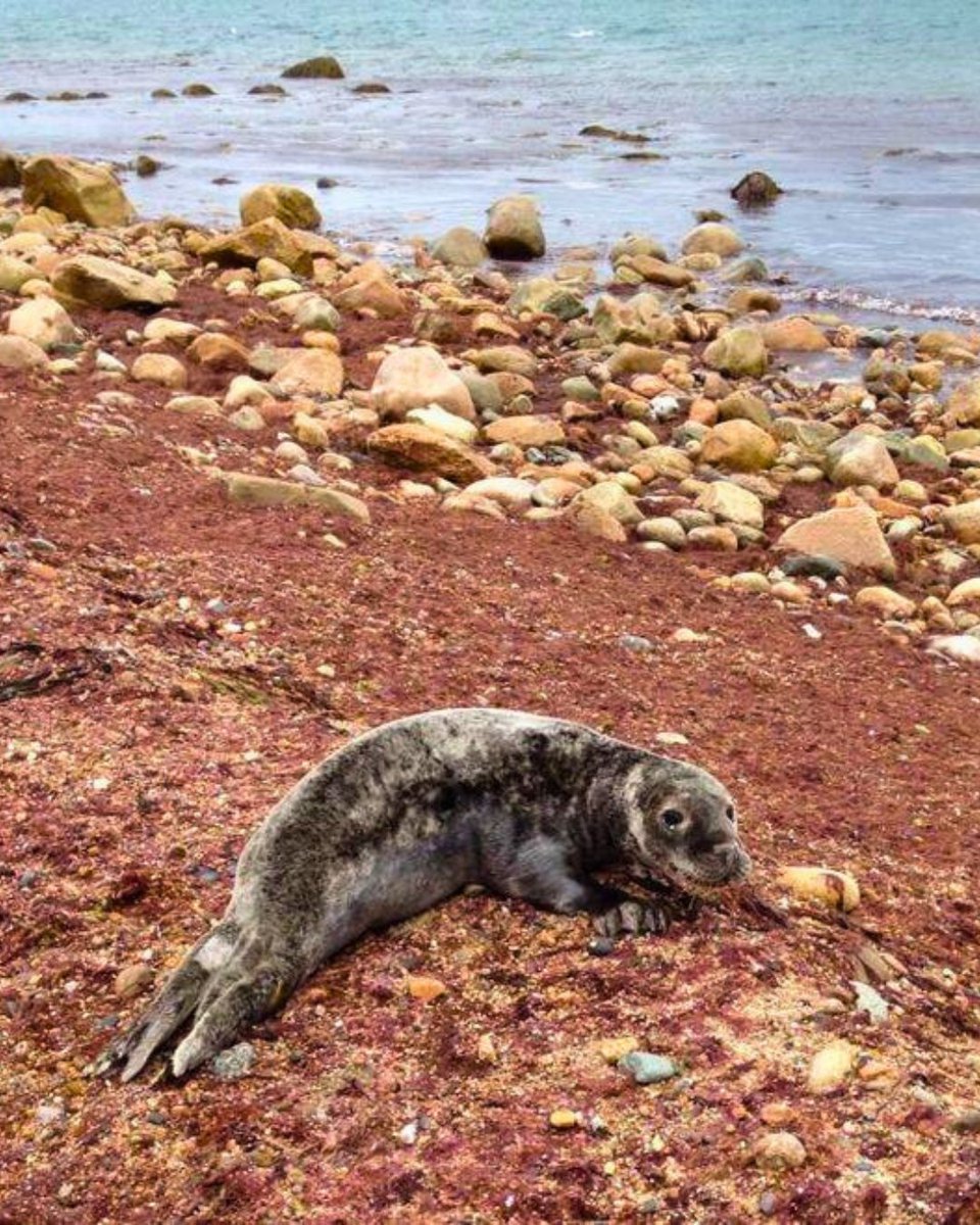 Block Island Ferry tweet media