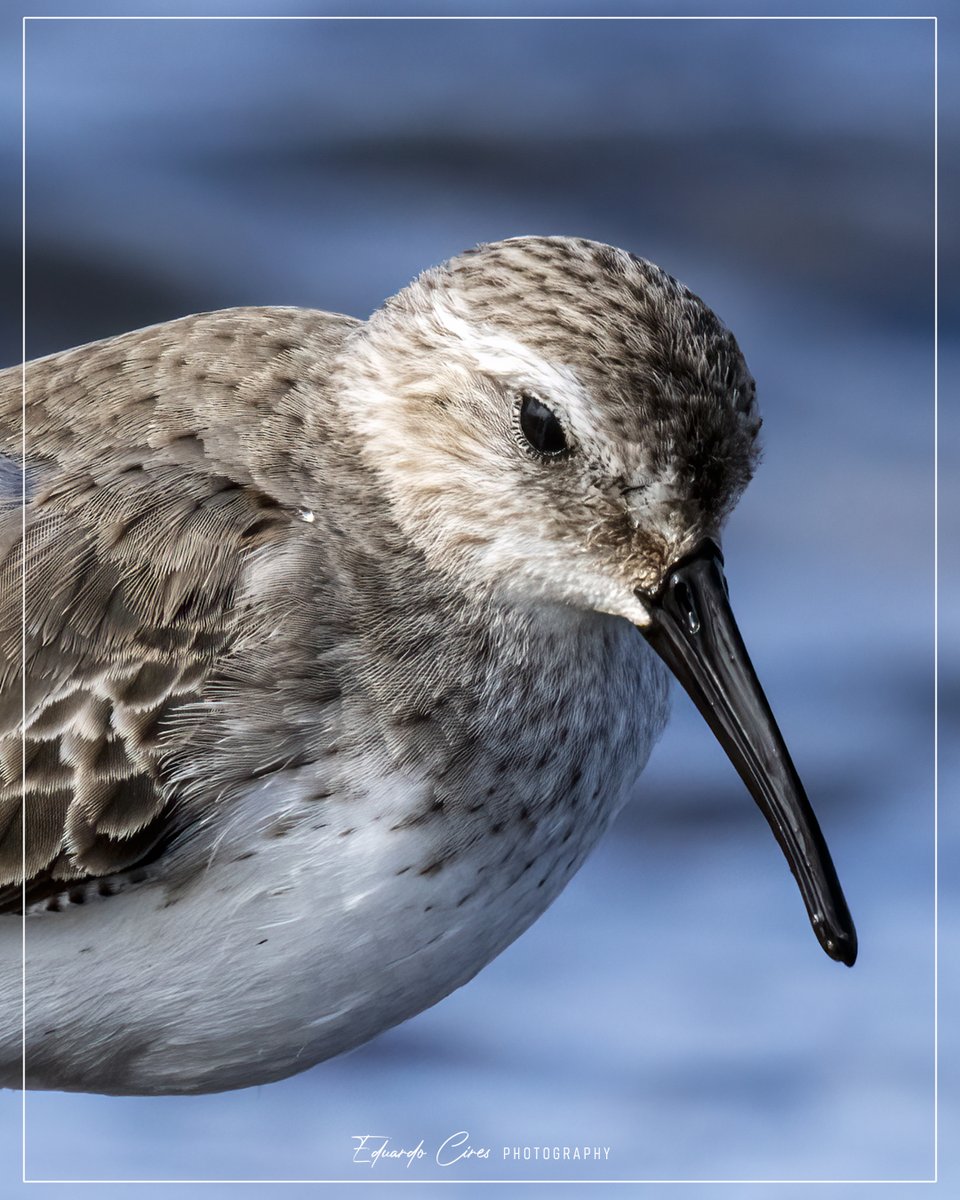 EduardoCires's tweet photo. 🪶 Aves en el entorno / Birds in the landscape
Correlimos común - Dunlin - Calidris alpina
#correlimos #dunlin #calidrisalpina #aves #birds #birdwatching #birdphotography #naturephotography #landscape #minimalismo
@IndurotUniovi @uniovi_info @UOdivulga https://t.co/P6AWnF7f0e