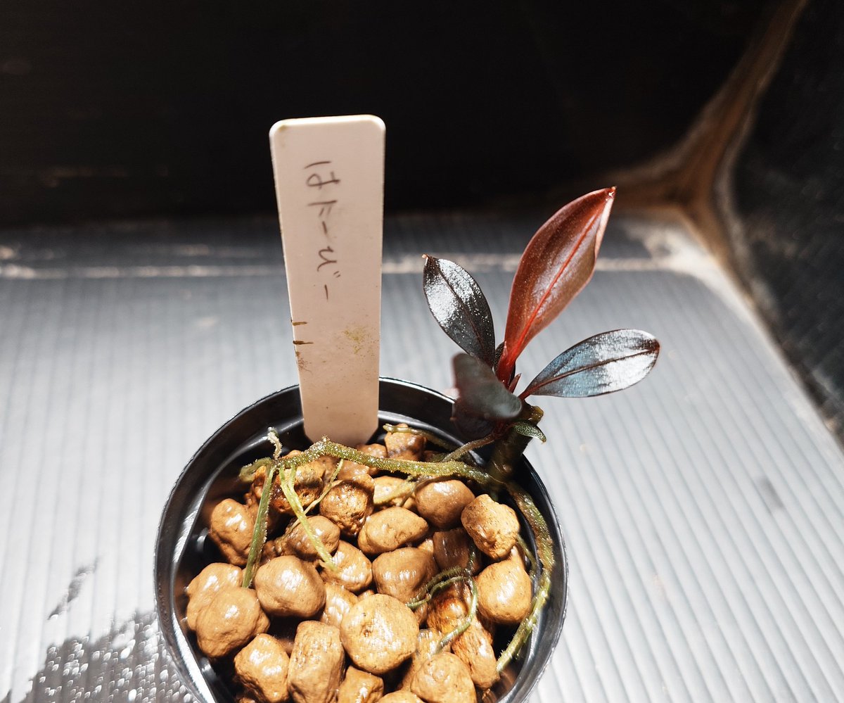 ブセファランドラ