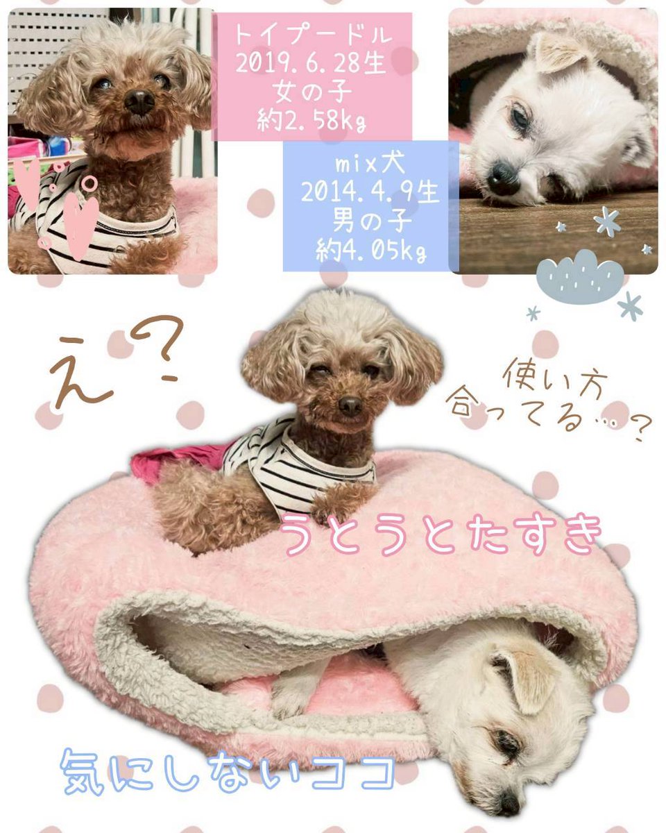 hogocafe_tachi's tweet photo. ふと隣を見た時にスヤスヤうとうとしていたふたり…

ベッド使えて良かったねぇ☺️とスルーしかけての二度見🤣🤣

それでいいんかーい✋😂

ふたりとも満更でもなさそうなのでそのまま使って貰いましたとさ✨️ https://t.co/dVBFHrtT8v