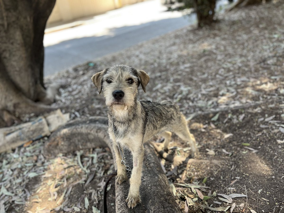 El pequeño Ramoncito les desea que tengan un día maravilloso. 🩷

Recuerden que está en adopción.
Estamos en CDMX.
#AdoptaSalvaUnaVida