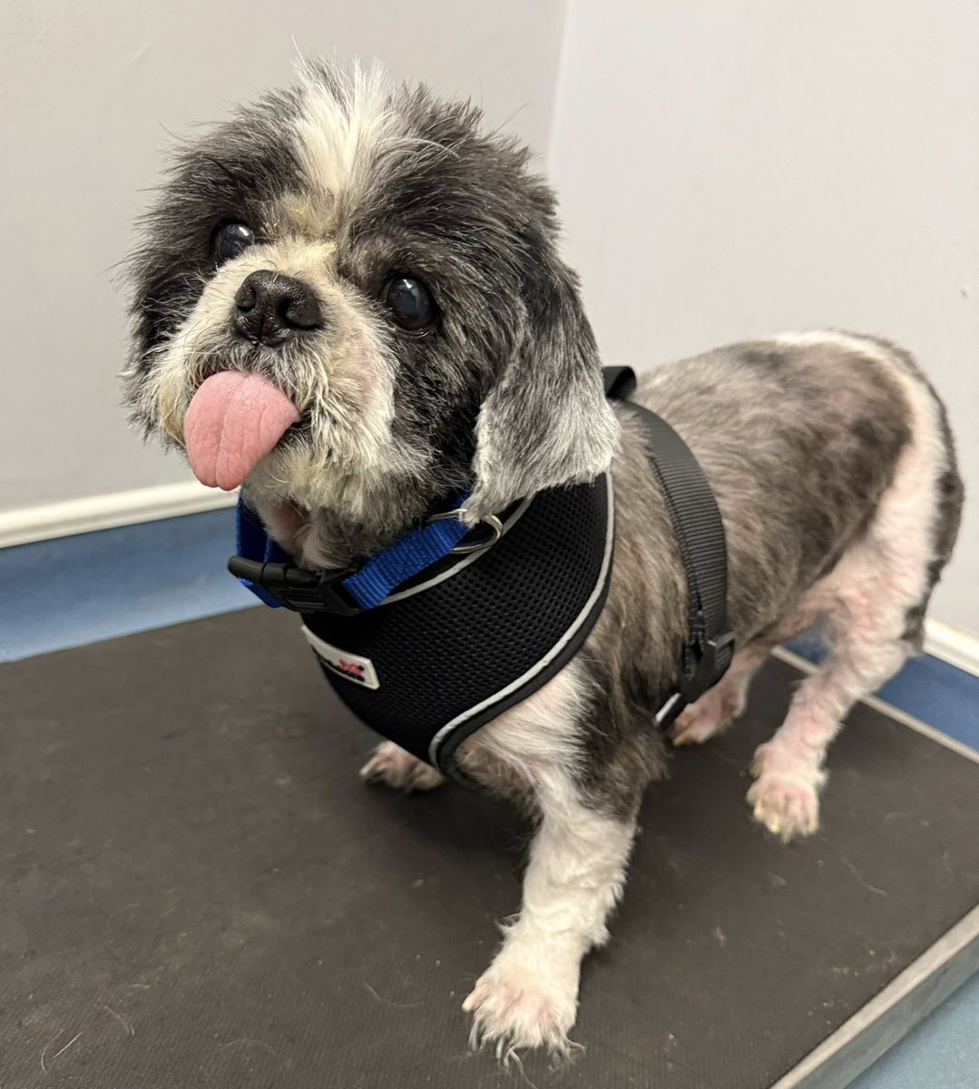 Animal Adoptions UK 🐕‍🦺🐈🐎❤️ tweet media