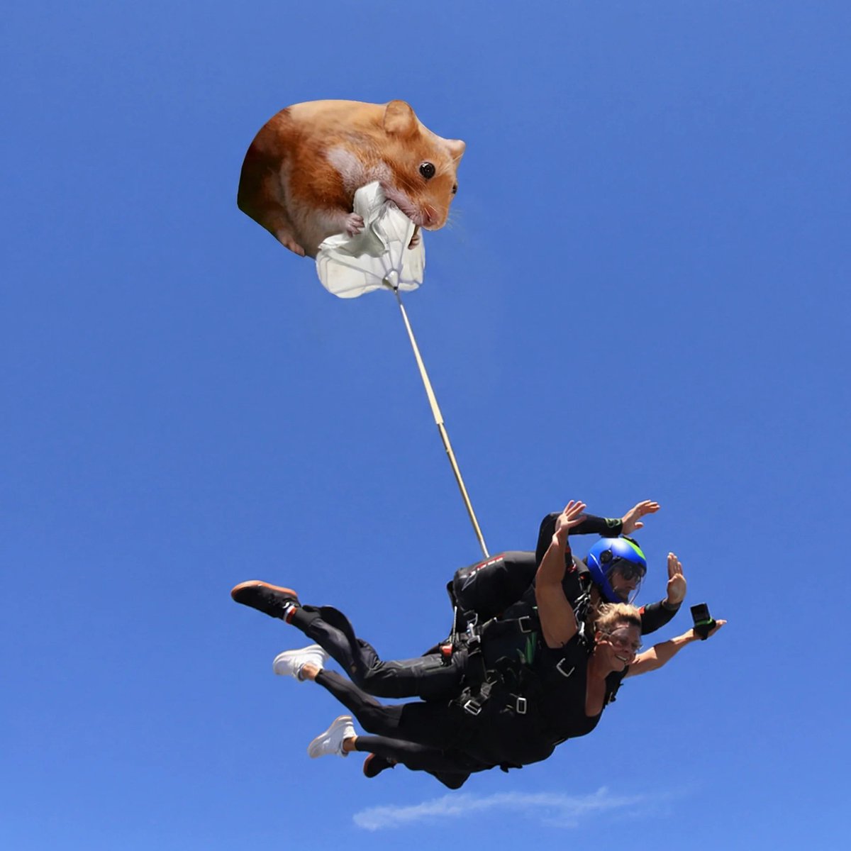 Nomnom's hunger will follow indefinitely 🐹

$nomnom