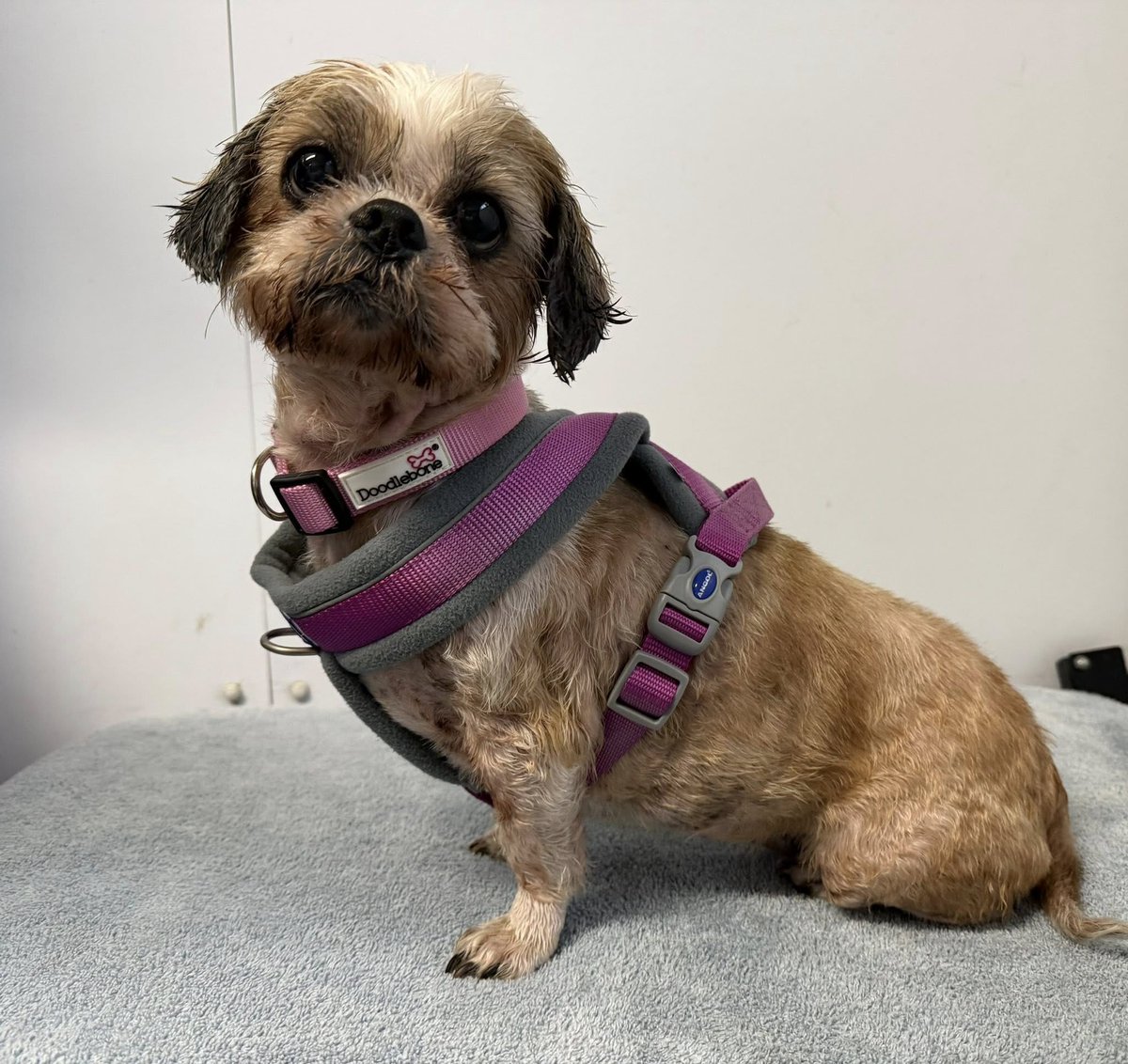 Animal Adoptions UK 🐕‍🦺🐈🐎❤️ tweet media