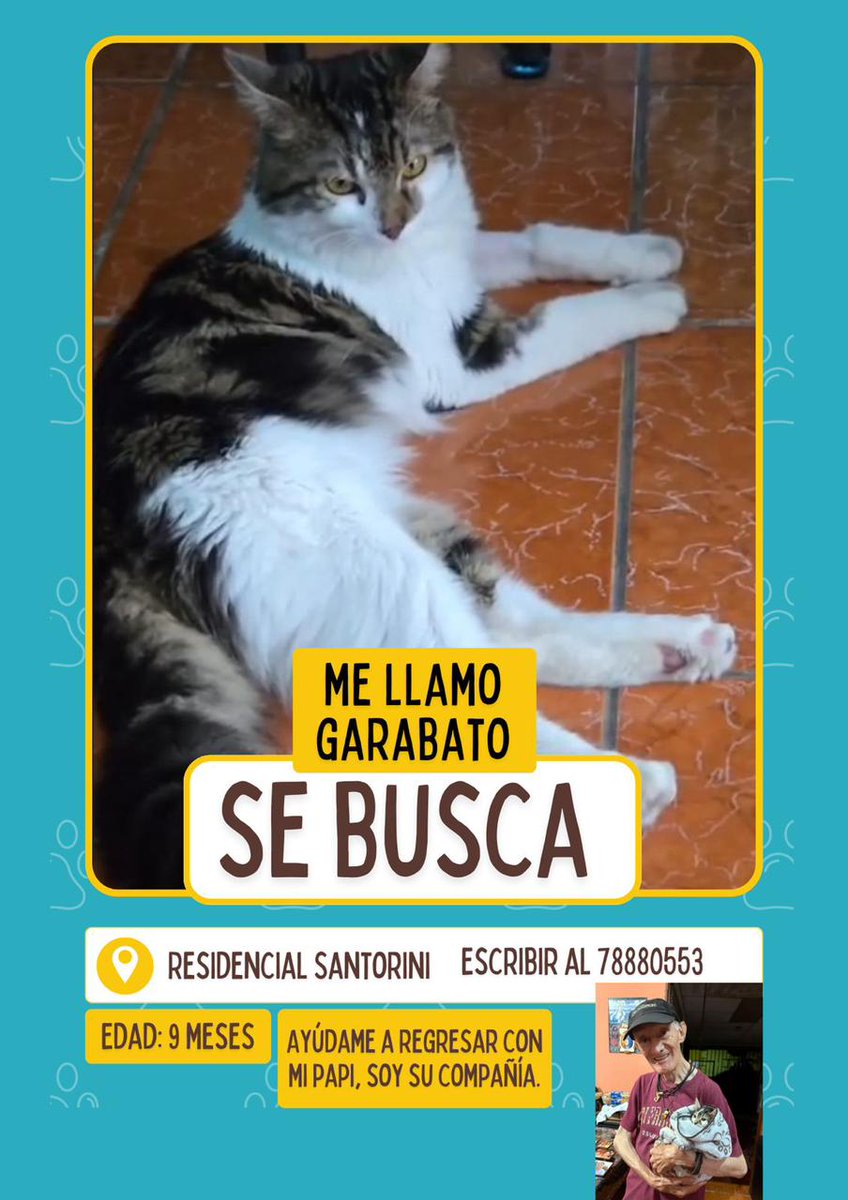 #MascotasALX | #ComunidadAlertux

Se busca a Garabato 🐱
Tiene 9 meses y se perdió en Residencial Santorini.
Su familia lo está esperando con mucho amor 💔.

Si lo has visto o tienes información, comunícate al número que aparece en la imagen.

Ayudémoslo a volver a casa 🏠✨