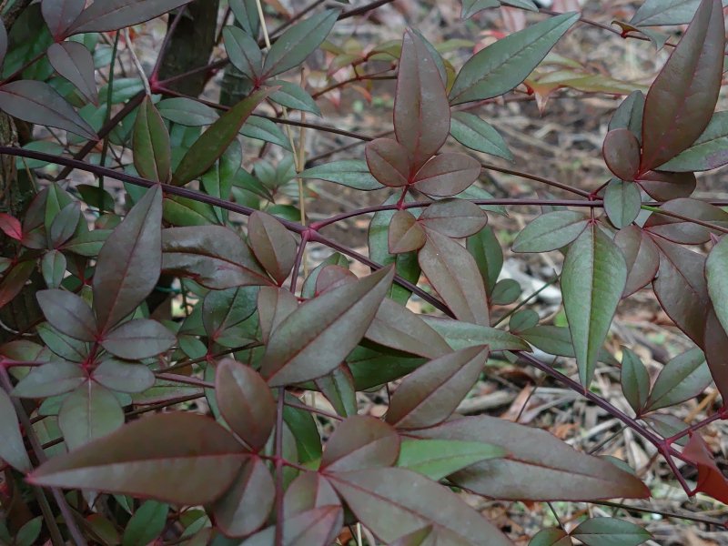 庭の南天の葉を撮影した写真です。濃さが違う葉の組み合わせは良い景色