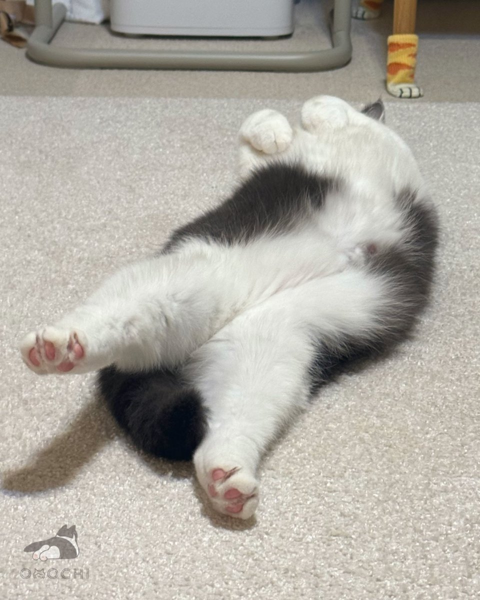 おもち tweet media