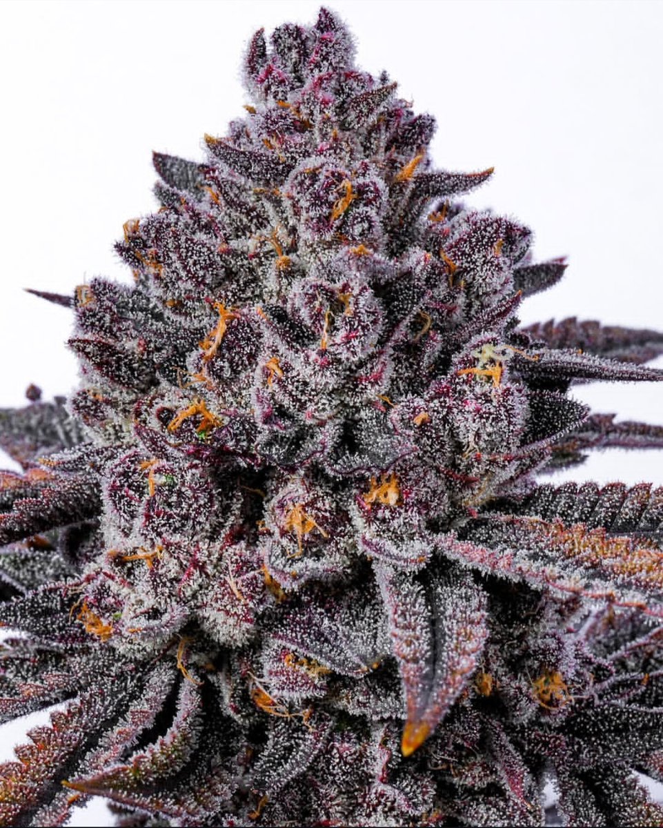 CANNA COLLECTORS tweet media