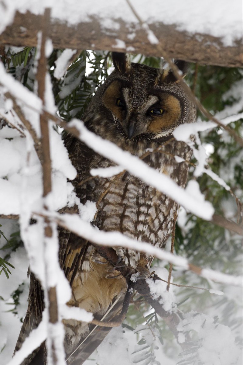 grant9966's tweet photo. The two long eared owls in fort Tryon park stayed chill in the snowstorm

#birdcpp https://t.co/3W0UeCvy9n
