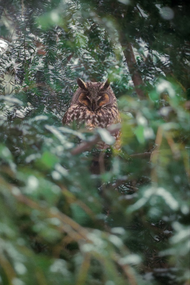 grant9966's tweet photo. The two long eared owls in fort Tryon park stayed chill in the snowstorm

#birdcpp https://t.co/3W0UeCvy9n