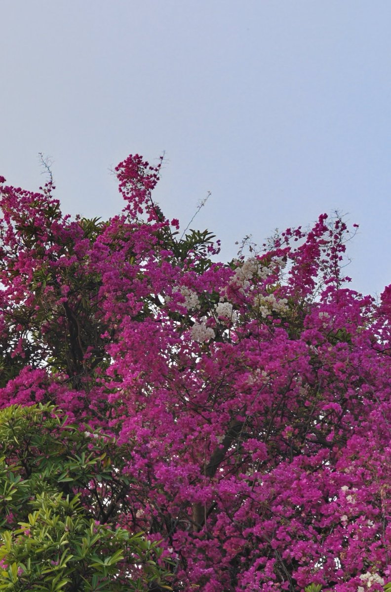 ManishJohari8's tweet photo. Bougainville 🩷🤍💛
#MJ_hues #Khajuraho
#theme_pic_India_Heritage
#ColoursofIndia https://t.co/tq1ppgSzUz