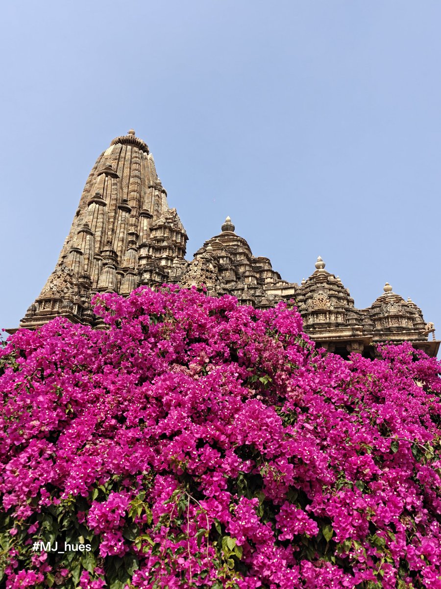 ManishJohari8's tweet photo. Bougainville 🩷🤍💛
#MJ_hues #Khajuraho
#theme_pic_India_Heritage
#ColoursofIndia https://t.co/tq1ppgSzUz