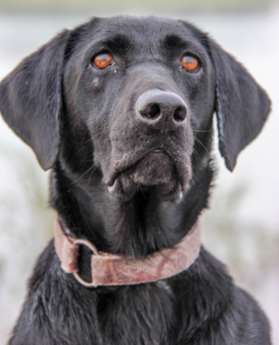 American Hunter tweet media