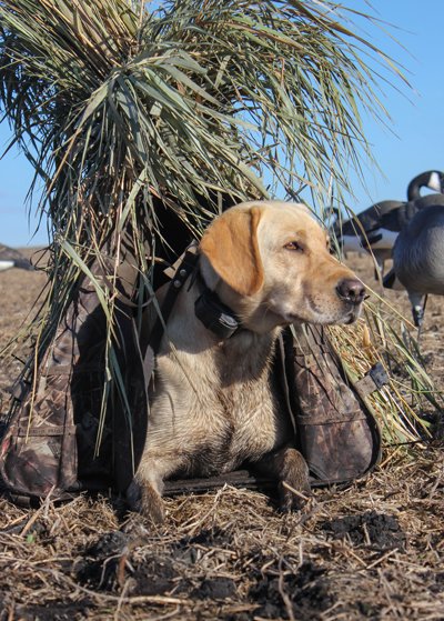 American Hunter tweet media