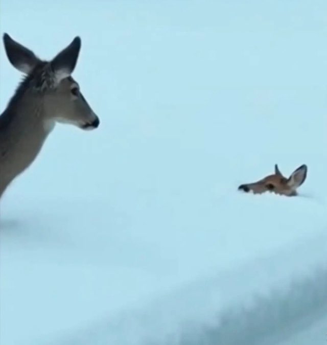 ✶ spαrky ανα❄️ tweet media