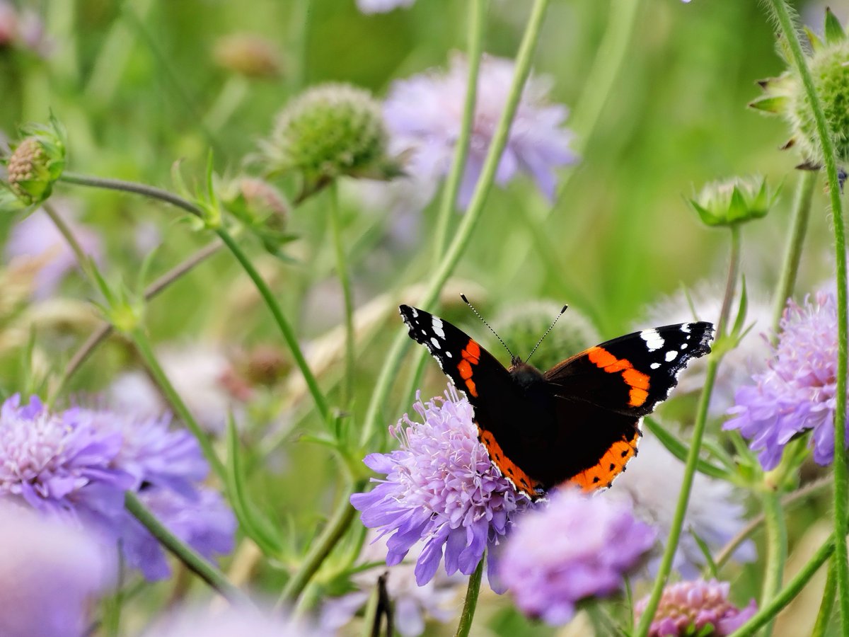 EmbraceScotland tweet media