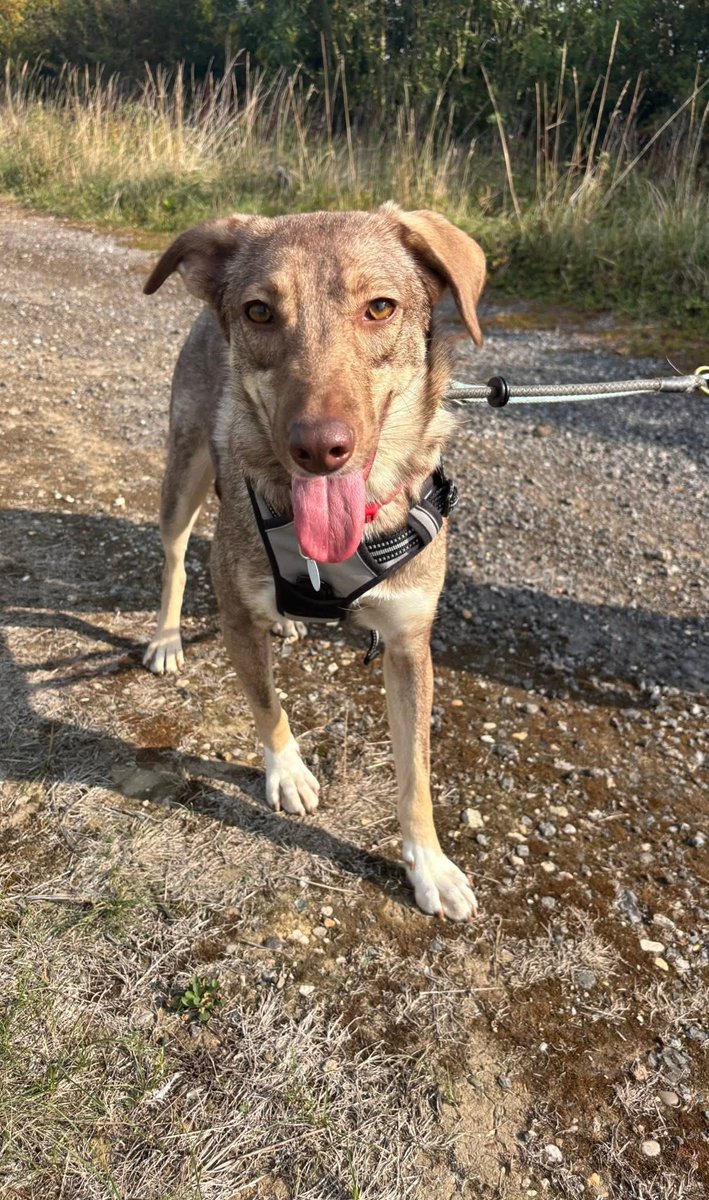 Lilly is now in foster and doing so well . She had settled quickly and loving being in a home
She still needs her forever home
This little lady is just over 2yrs old. Shes medium   size 
imminghamdogshome.org/form/
#Lincolnshire #Grimsby #hull #Scunthorpe #mablethorpe #Yorkshire