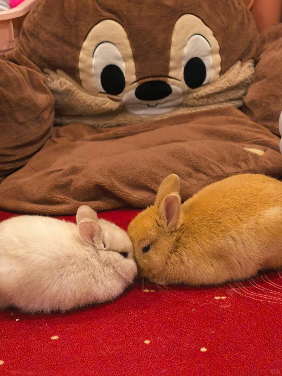 Why you should have a rabbit (@shouldhaverabit) on Twitter photo 
