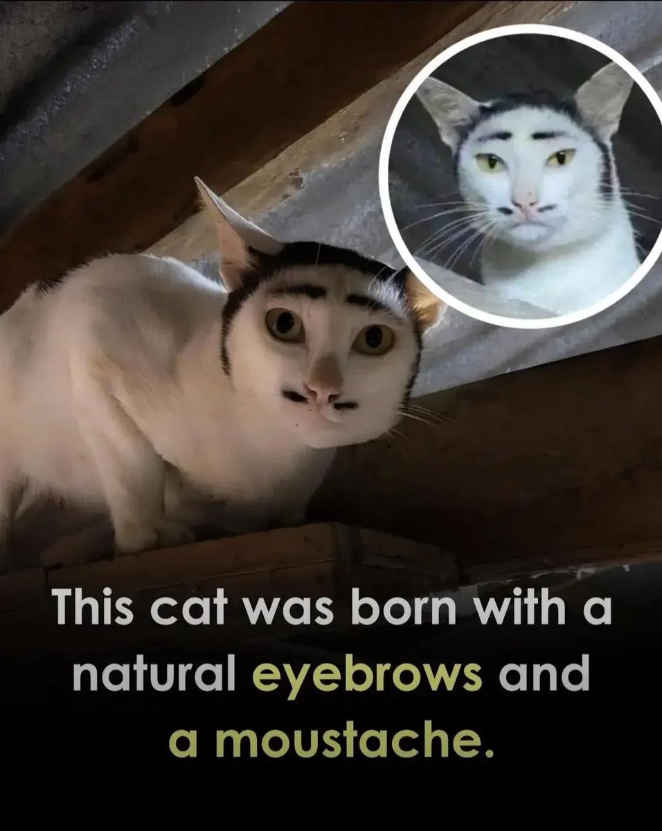 Why you should have a cat tweet media