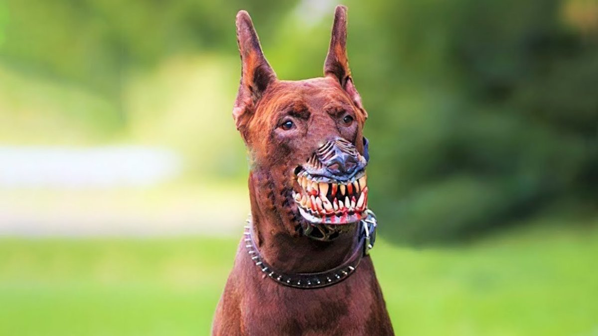 Harmen Sijdeur tweet media