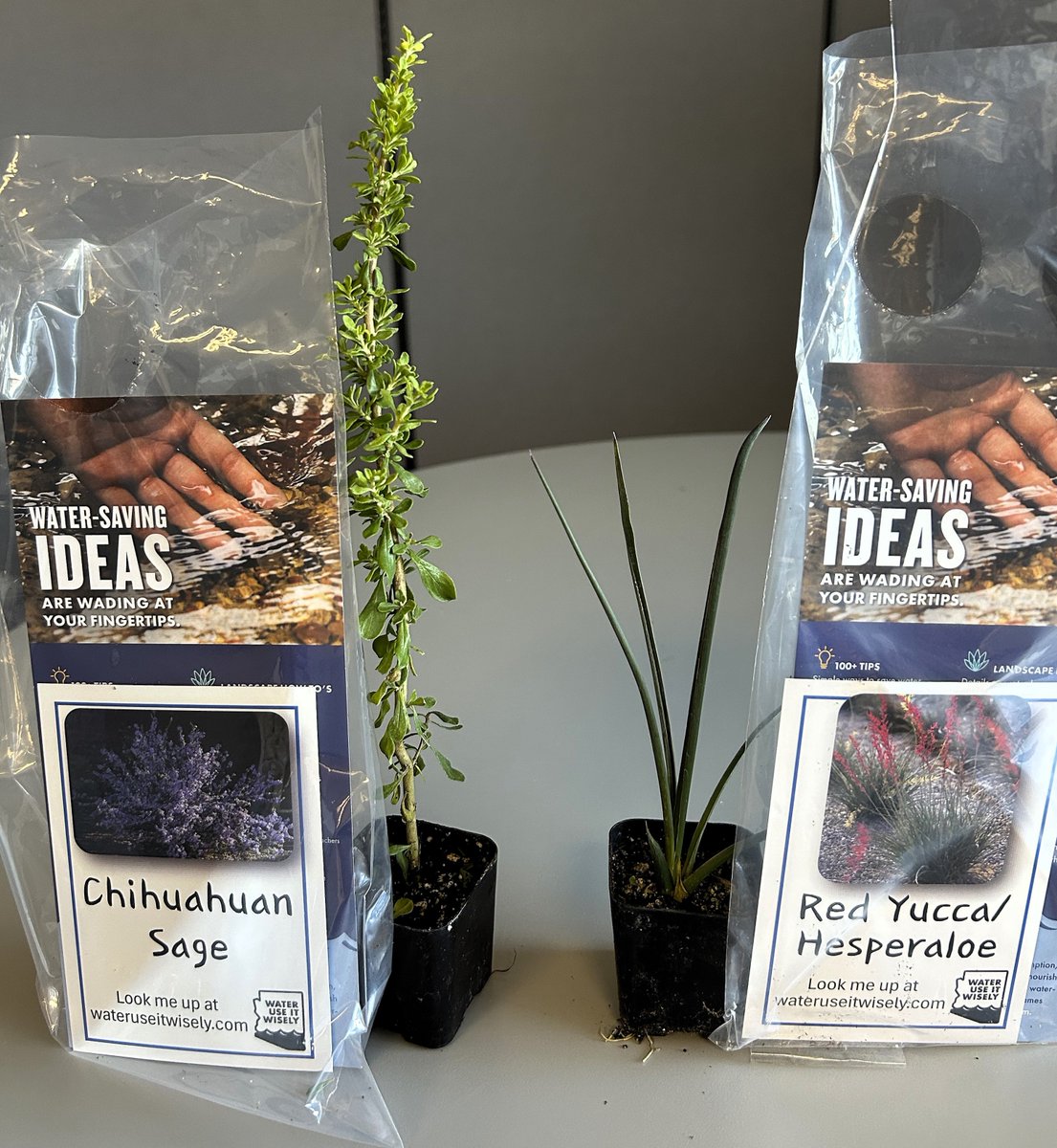 City of Mesa, Arizona tweet media