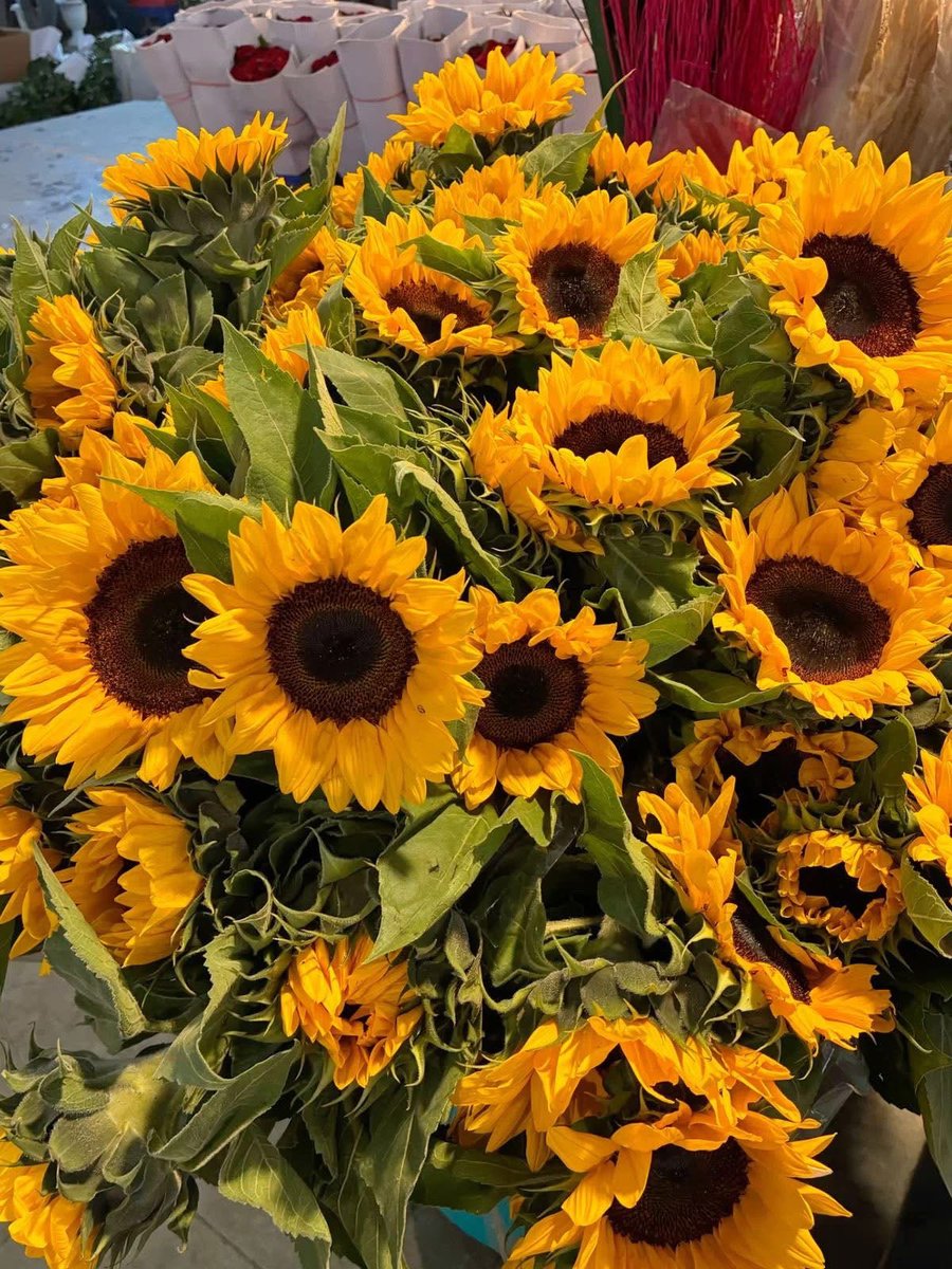 As long as it’s sunflowers, my heart is happy—no doubt about it. 🌻 🌻