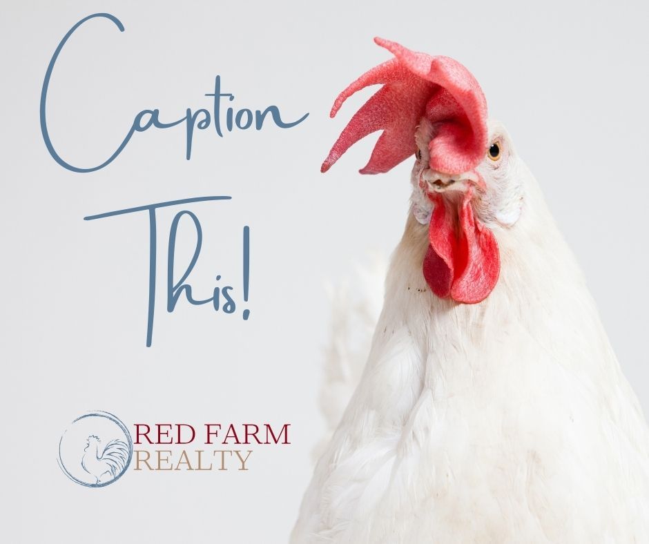 redfarmrealty's tweet image. CAPTION THIS!🐓🤣

Sometimes life on the farm gives us the best bloopers. Let’s see your funniest caption ideas in our story — we’ll feature our favorite one next week!

#RedFarmRealty #FarmLife #TexasLiving