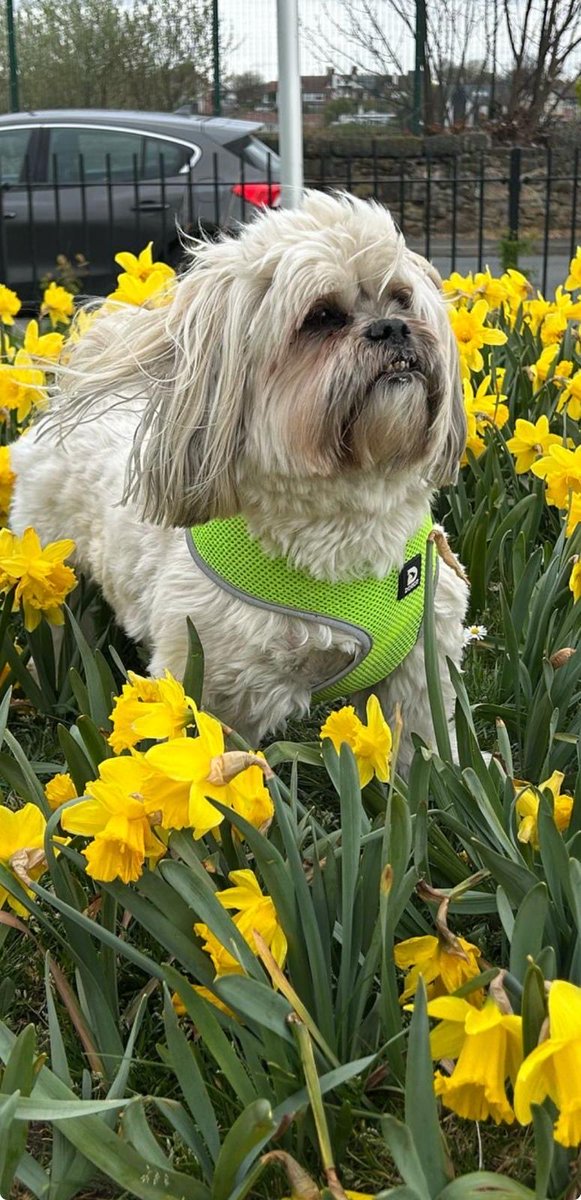 Ms Betty Lioness Apso 🦁 💅🏽 🐾 tweet media
