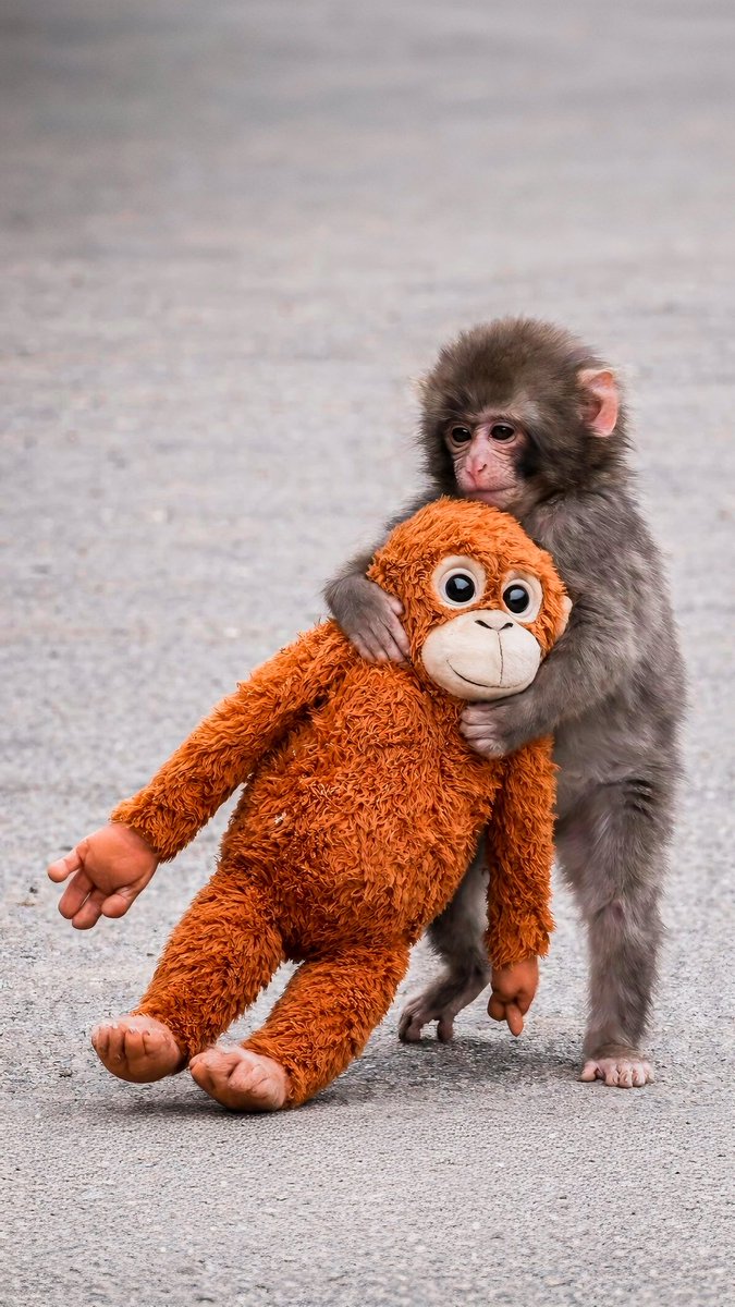 ANIMALIA tweet media