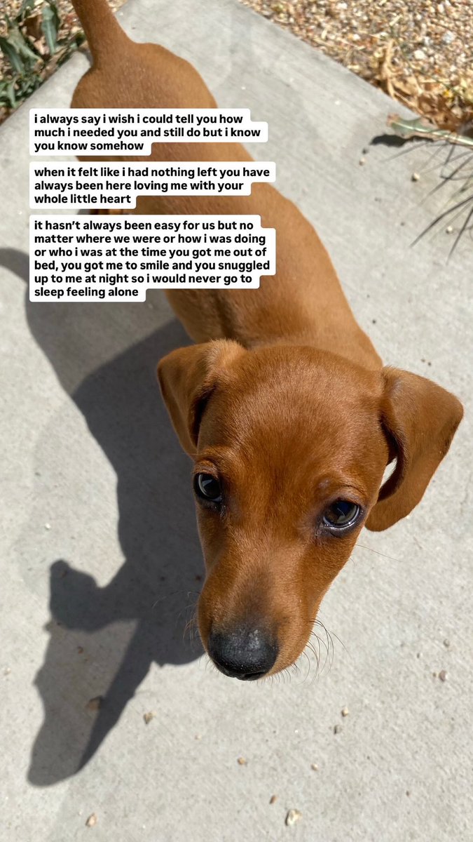 princess diana tweet media