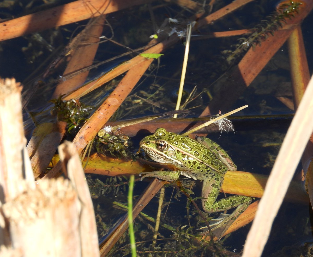 environmentca's tweet image. The Creston Valley Wildlife Management Area supports several #SpeciesAtRisk, including the last Northern Leopard Frog populations in #BritishColumbia. 🐸

Learn about Canada’s #wetlands: ow.ly/zrSa50YekeX 

Photo: Marc-Andre Beaucher