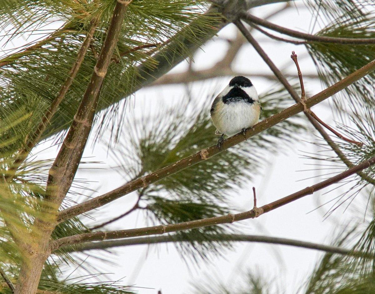 Parc urbain national de la Rouge, Parcs Canada tweet media