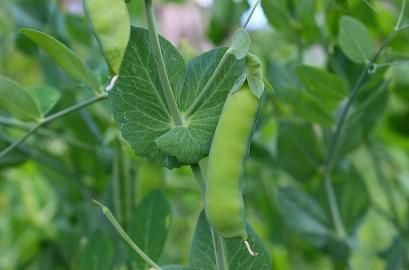Learn How To Grow Peas
bloomingsecrets.com/featured/diy-p…