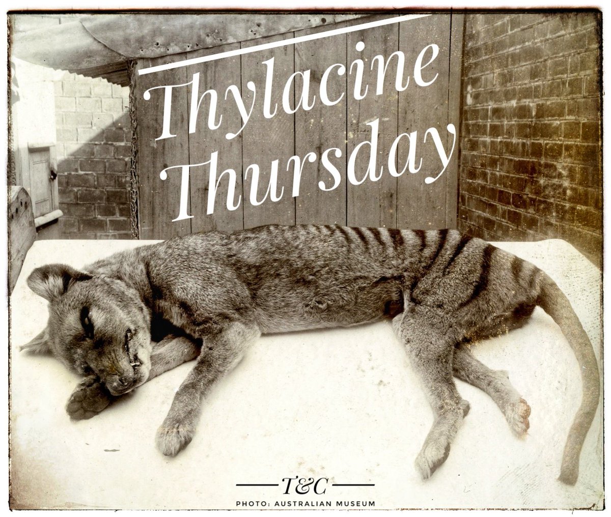 THYLACINE THURSDAY / A very RARE photo was recently rediscovered by the Australian Museum. The photo depicts a (sadly) recently deceased Thylacine (Approx. Circa 1902). Very exciting however, as only 119-ish original thylacine photos are known to exist. More are likely out there!