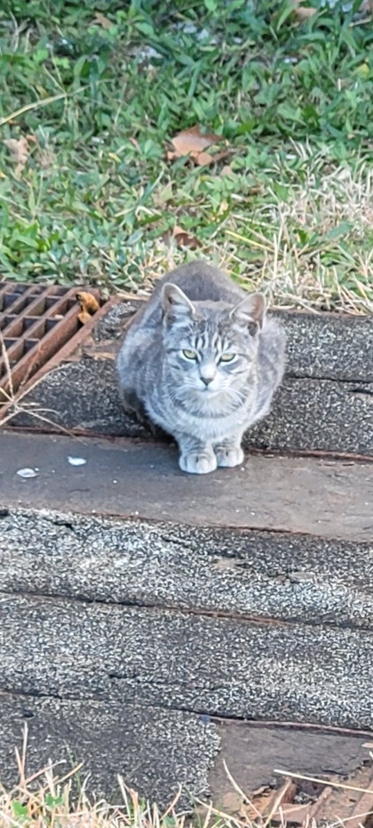 SlapHappy68 tweet media